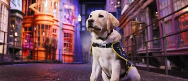 WARNER BROS. STUDIO TOUR LONDON PARTNERS WITH GUIDE DOGS TO ENHANCE ACCESSIBILITY FOR VISUALLY IMPAIRED VISITORS